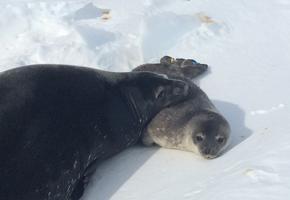 Seal beside her seal pup